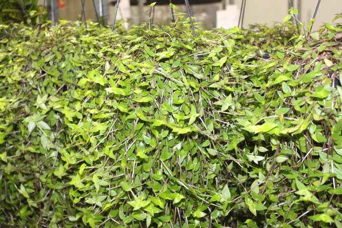 <h4>CALLISIA C21</h4>