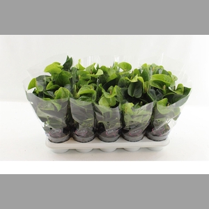 Anthurium andr. 'Smaragd'