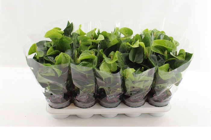 <h4>Anthurium andr. 'Smaragd'</h4>