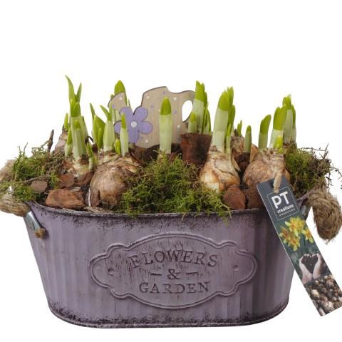 <h4>PTN8576 Arrangement Narcissus in zink pot</h4>