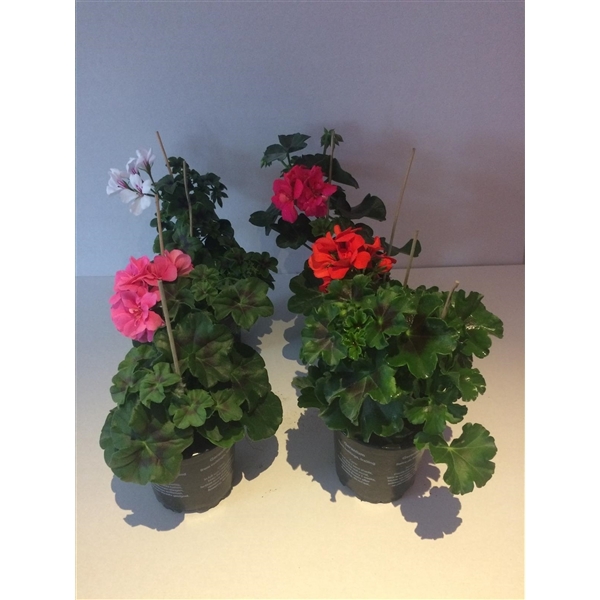 Pelargonium peltatum dubbelbloemig hang, 6 kleuren, mix per kar