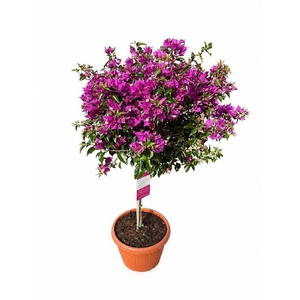 Bougainvillea Alexandra stam