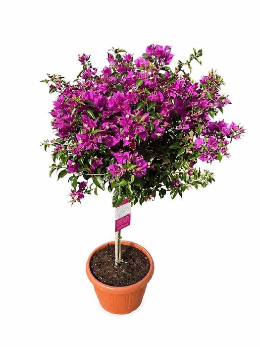 <h4>Bougainvillea Alexandra stam</h4>