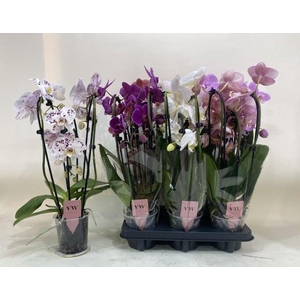 PHAL GEM