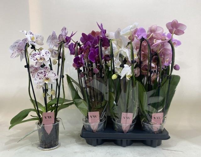 <h4>PHAL GEM</h4>