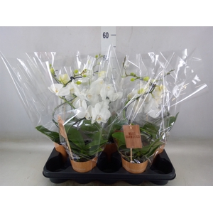 Phalaenopsis   ...