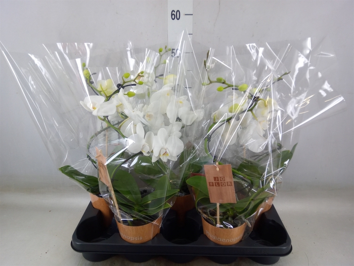 <h4>Phalaenopsis   ...</h4>