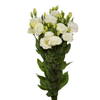 LISIANTHUS MARIACHI WHITE 050 CM MI