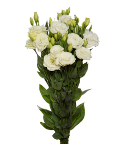 <h4>LISIANTHUS MARIACHI WHITE 070 CM MI</h4>