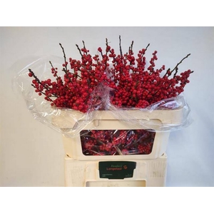 Ilex Vert Berry Red 70cm Langelaar