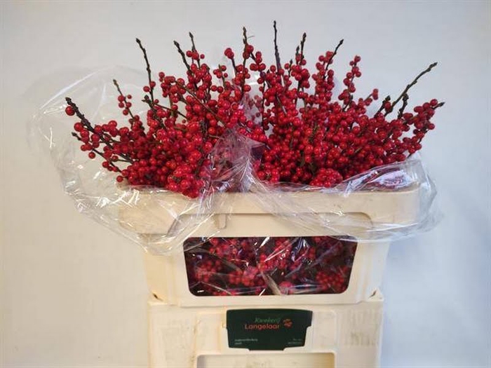 <h4>Ilex Vert Berry Red 70cm Langelaar</h4>