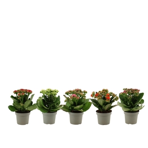 Kalanchoë 12 cm 5 color mix without sleeve