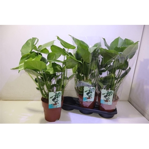 arr8 Monstera Deliciosa