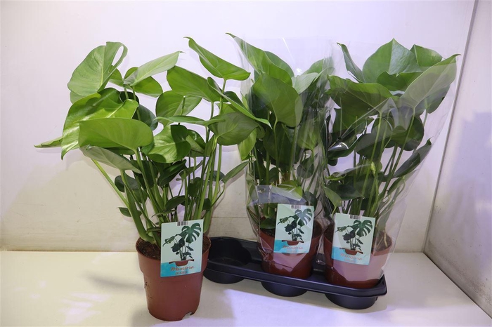 <h4>arr8 Monstera Deliciosa</h4>