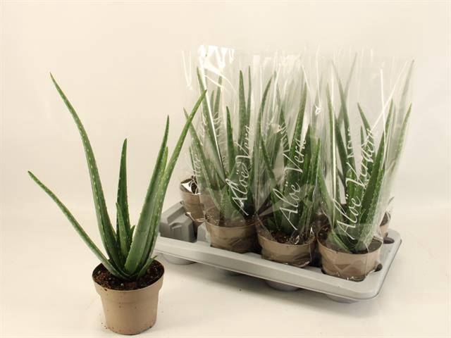 <h4>ALOE VERA</h4>