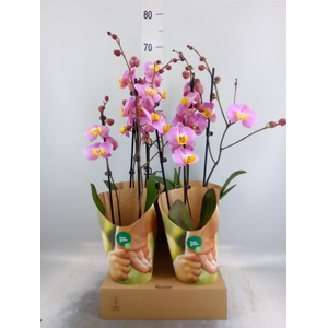 Phalaenopsis   ...rose