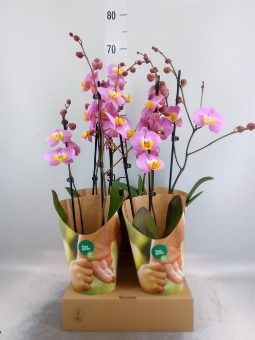 <h4>Phalaenopsis   ...rose</h4>