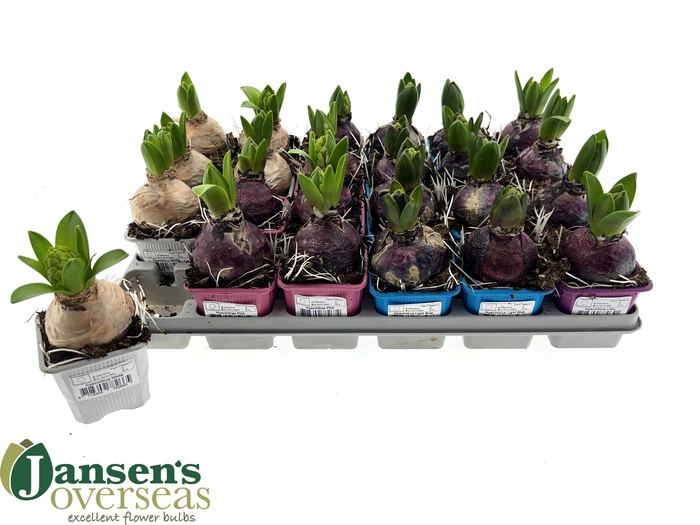 <h4>HYACIN GEM 4 KL</h4>