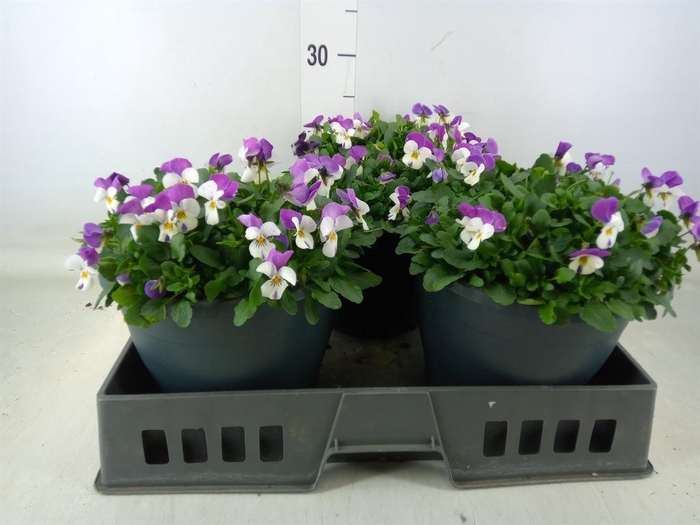 <h4>Viola corn. 'Evo Mini Pink Wing'</h4>