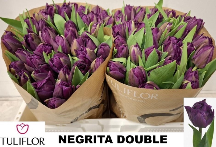 <h4>TU DU PURPLE PION</h4>