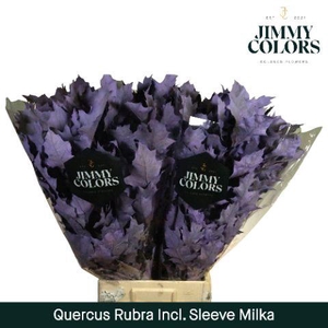 Quercus Rubra sleeve L80 Milka
