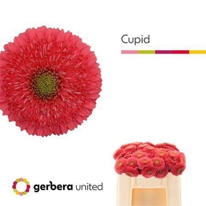 Ge Mb Gterra Cupid