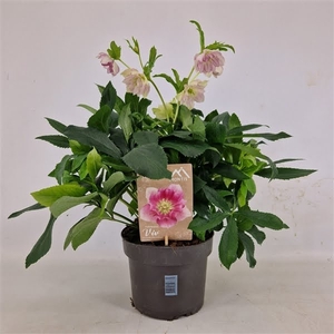 Helleborus Orientalis VIV Double Flowered Bicolor 19 cm