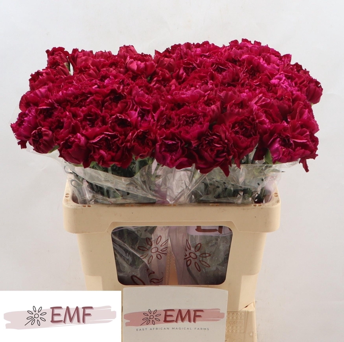 <h4>DI ST MIRAGE</h4>