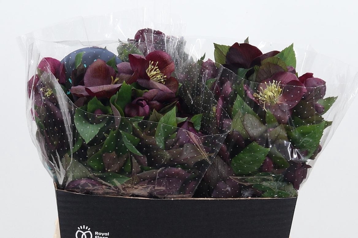 <h4>Hell Mammoth Red</h4>