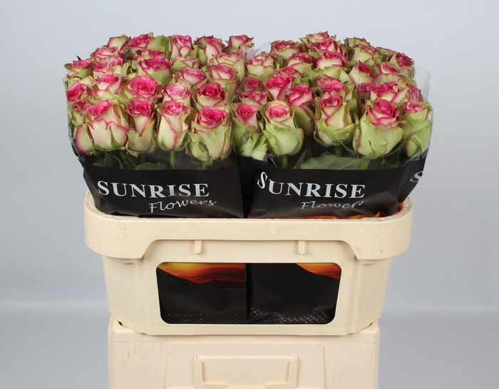 <h4>R GR MONIQUE</h4>