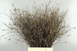 BETULA BS  NATURALVRUCHT