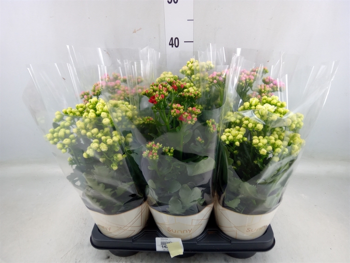 <h4>Kalanchoe   ...</h4>