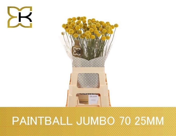 <h4>CRASPEDIA GLOBOSA PAINTBALL JUMBO</h4>