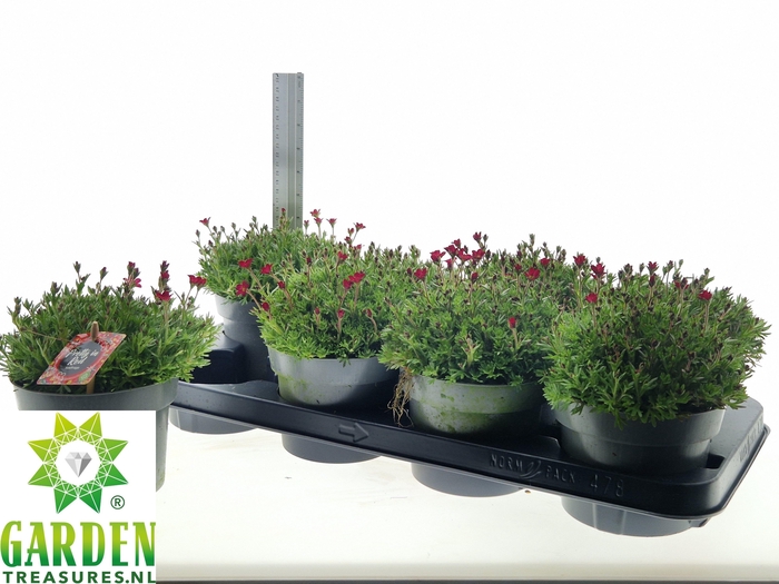 <h4>SAXIF ARENDSII</h4>