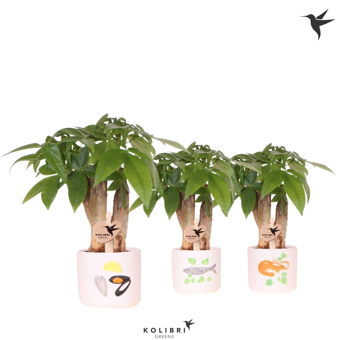 <h4>Kolibri Greens Pachira in Fruits de Mer pot mix</h4>