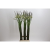 Allium Cepa Judith