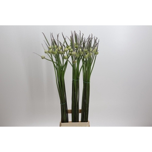 Allium Cepa Judith