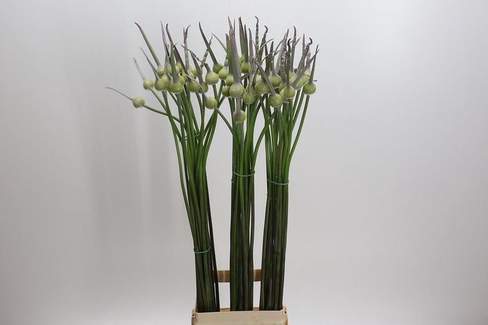 <h4>Allium Cepa Judith</h4>