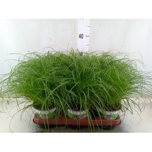 Cyperus alternifolius 'Zumula'