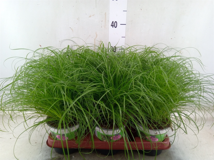 <h4>Cyperus alternifolius 'Zumula'</h4>