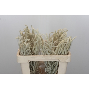 Amaranthus Yearming Desert