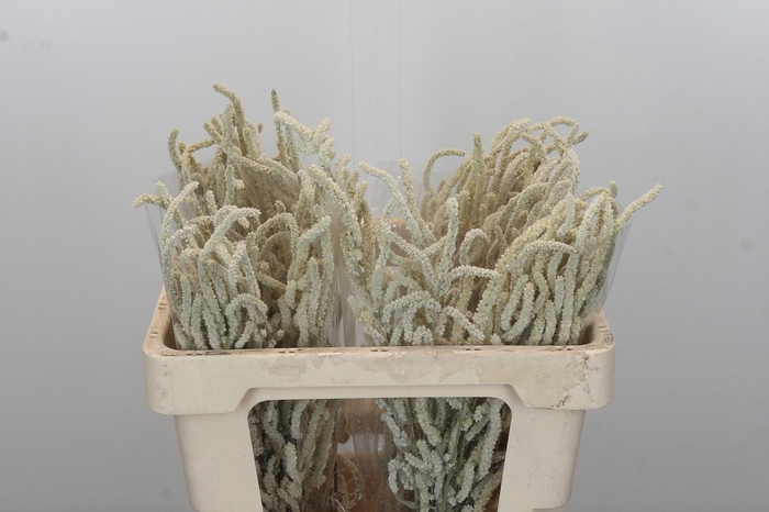 <h4>Amaranthus Yearming Desert</h4>