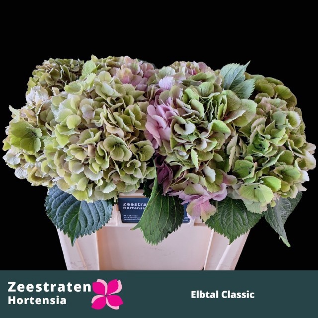 <h4>HYDR M ELBTAL CL</h4>