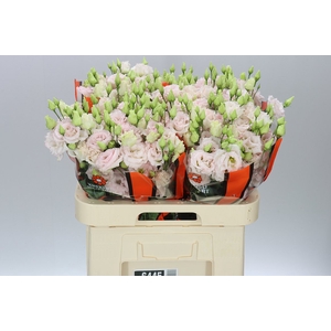 Eust Du Chac Wedding Pink