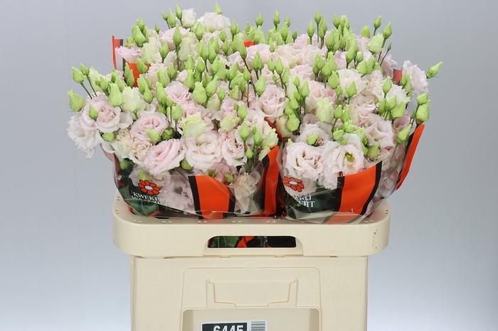 <h4>Eust Du Chac Wedding Pink</h4>
