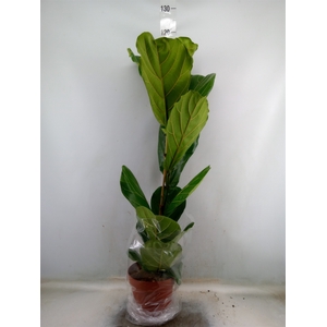 Ficus lyrata