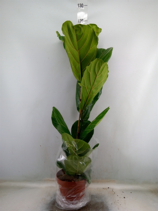 <h4>Ficus lyrata</h4>