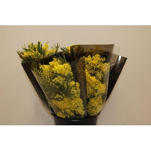 Mimosa Mirandole P Bunch 200 Gr