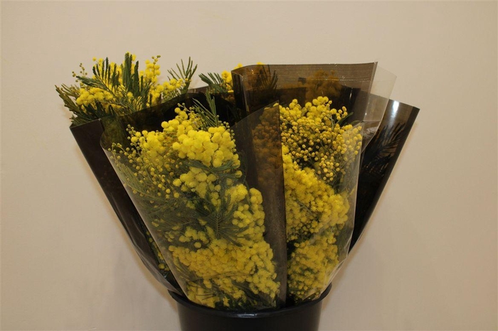 <h4>Mimosa Mirandole P Bunch 200 Gr</h4>