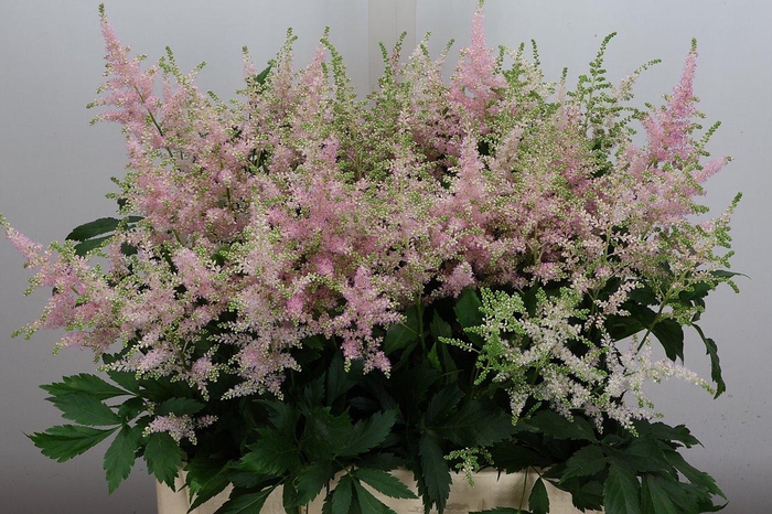 <h4>Astil Ja Europa</h4>